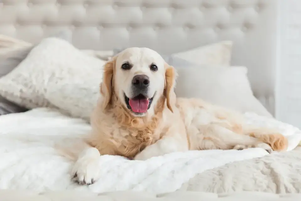 Smiling golden retriever on bed